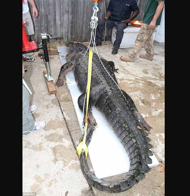 Con cá sấu nặng 296 kg và dài 4,5 m bị bắt tại bang Florida (Mỹ) vào tháng 11/2010.